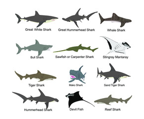 Collection of shark set illustration isolated on white. Great white, bull shark, devil ray, hammerhead, stingray, manta ray, reef shark, whale shark, saw fish. Predator fish in sea, ocean.
