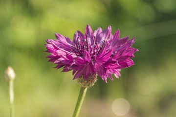 eine pinke Kornblüte