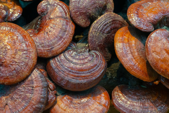 Lingzhi Mushroom Or Reishi Mushroom