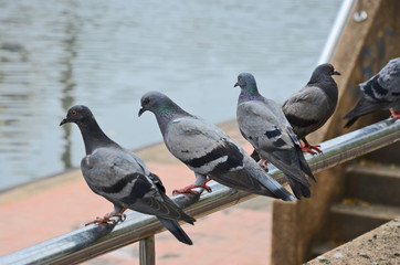 Relaxing pigeons on silver tainless rack beside the river