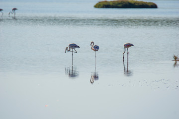 Fototapeta premium Italy Tuscany maremma Castiglione della Pescaia, natural reserve of Diaccia Botrona, colony of flamingos