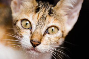 Cats beautiful yellow eyes  closeup photo