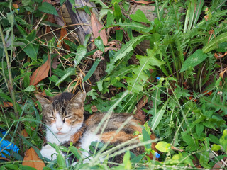 草むらの中でお昼寝する猫
