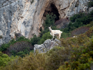 mountain goat on rocks in sardinia