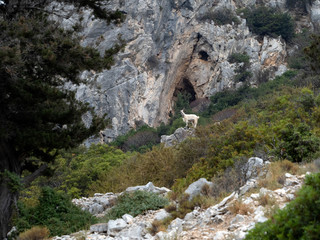 mountain goat on rocks in sardinia