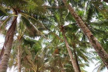 Fototapeta na wymiar Palm trees in the Philippines.