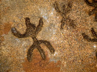 nuragic stone age old petroglyphs runic writings inside Sea Oxen Grottoes Sardinia