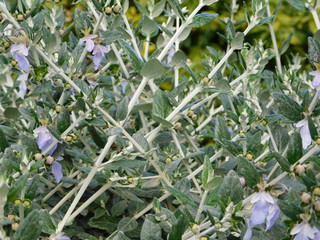 Shrubby germander, or Teucrium fruticans plant in Attica, Greece