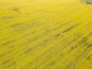 Aerial view. Yellow field of blooming rapeseed in Ukraine.