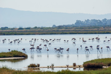 Italy Tuscany maremma Castiglione della Pescaia, natural reserve of Diaccia Botrona, colony of flamingos