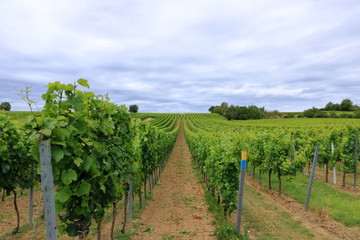 Fototapeta na wymiar Rows with white wine grape plants in the palatinate in Germany