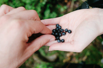 male hand taking wild blueberry from female hand closeup