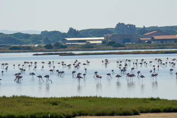 Italy Tuscany maremma Castiglione della Pescaia, natural reserve of Diaccia Botrona, colony of flamingos
