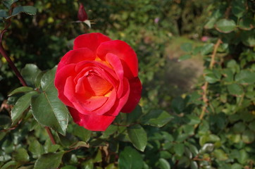 Red Flower of Rose 'Kosai' in Full Bloom
