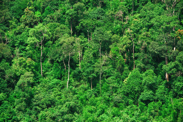 Thai beautiful green forest grow on a mountain