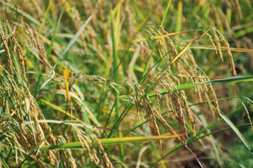 close up photo of golden rice field