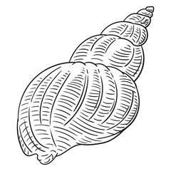 Hand drawn vector of shell isolated on white background for coloring page. Black and white  stock illustration of mollusk for coloring book.