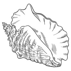 Hand drawn vector of shell isolated on white background for coloring page. Black and white  stock illustration of mollusk for coloring book.