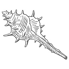 Hand drawn vector of shell isolated on white background for coloring page. Black and white  stock illustration of mollusk for coloring book.