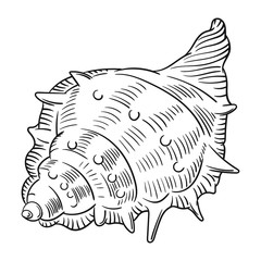 Hand drawn vector of shell isolated on white background for coloring page. Black and white  stock illustration of mollusk for coloring book.