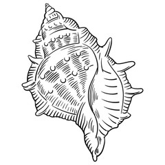 Hand drawn vector of shell isolated on white background for coloring page. Black and white  stock illustration of mollusk for coloring book.