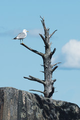 Seagull on a branch