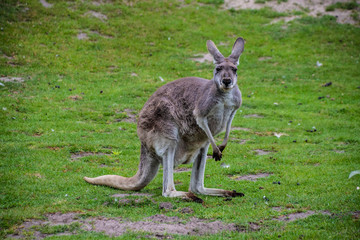 Portrait of a Western Grey Kangaroo (Macropus fuliginosus) © britaseifert