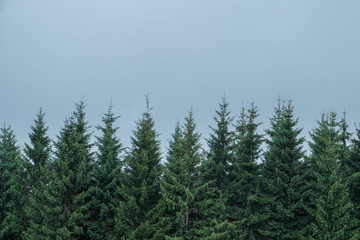 pine trees and cloudy sky