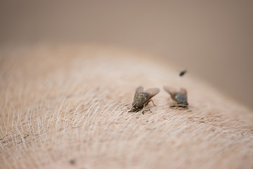 The fly sits on the pig's back.