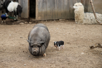 The fly sits on the pig's back