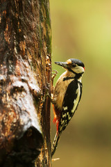 Great spotted woodpecker Dendrocopos major pecking at a tree and looking for food