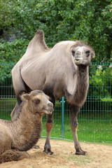 Two camels in the zoo