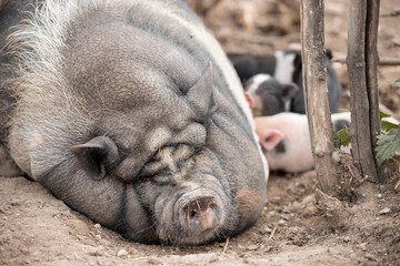 The pig feeds the piglet