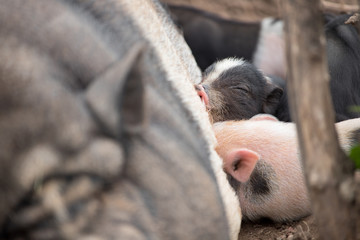 The pig feeds the piglet