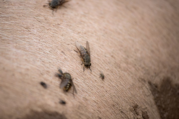 The fly sits on the pig's back.