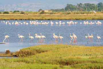 Italy Tuscany maremma Castiglione della Pescaia, natural reserve of Diaccia Botrona, colony of flamingos