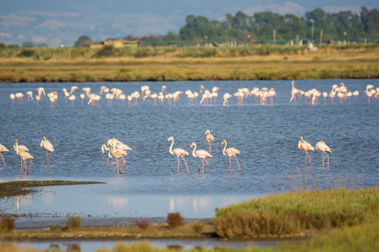 Italy Tuscany maremma Castiglione della Pescaia, natural reserve of Diaccia Botrona, colony of flamingos