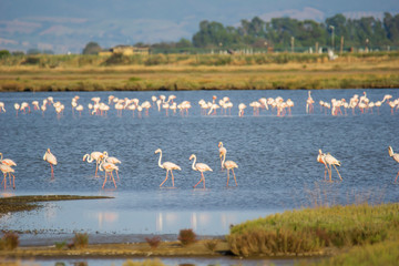 Italy Tuscany maremma Castiglione della Pescaia, natural reserve of Diaccia Botrona, colony of flamingos