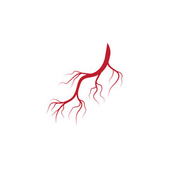 Human veins and arteries illustration design