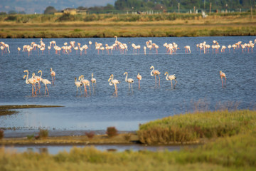 Italy Tuscany maremma Castiglione della Pescaia, natural reserve of Diaccia Botrona, colony of flamingos