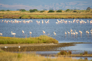Fototapeta na wymiar Italy Tuscany maremma Castiglione della Pescaia, natural reserve of Diaccia Botrona, colony of flamingos