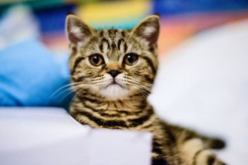 A playful little tabby kitten is waiting for its owner to continue playing