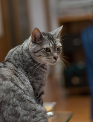 見つめる猫　　サバトラ猫