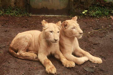 Two lions sitting together on the ground.