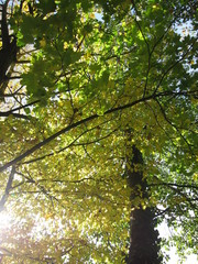 Fototapeta premium Tree in autumn colours