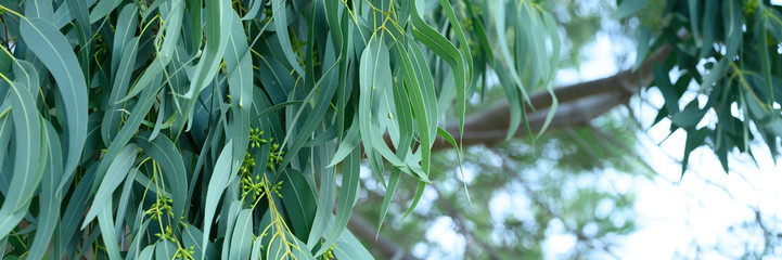 eucalyptus leaves. branch eucalyptus tree nature outdoor background. banner - obrazy, fototapety, plakaty