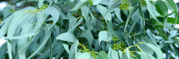 eucalyptus leaves. branch eucalyptus tree nature outdoor background. banner