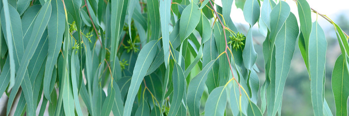 eucalyptus leaves. branch eucalyptus tree nature outdoor background. banner