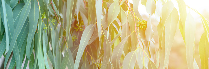 eucalyptus leaves. branch eucalyptus tree nature outdoor background. banner. flare © Ksenia