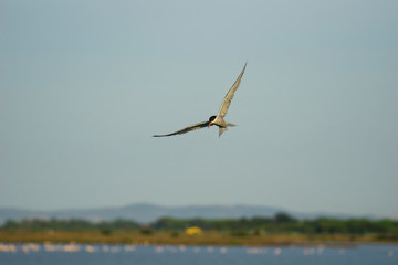 Italy Tuscany Maremma Castiglione della Pescaia, Diaccia Botrona nature reserve, tern in flight